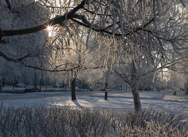 Αυγή του χειμώνα — Φωτογραφία Αρχείου