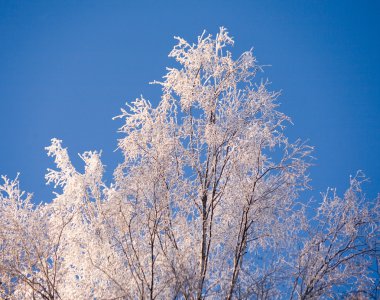 in Rime'ı huş ağacı