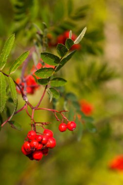 Rowanberry