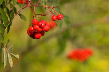 Red berries clipart