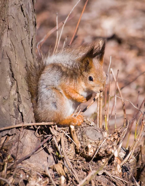 Wiewiórka w lesie — Zdjęcie stockowe