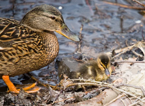 Ördek ve yavru — Stok fotoğraf
