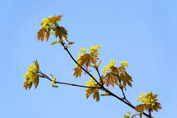 Maple in the spring — Stock Photo, Image