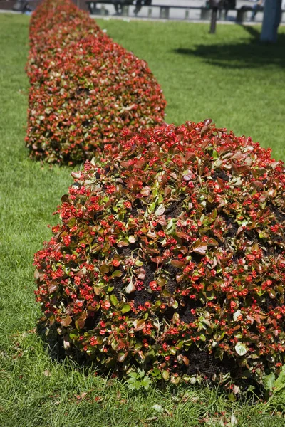 Red bushes — Stock Photo, Image