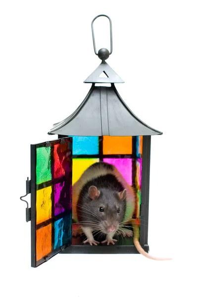 Rat in a lantern — Stock Photo, Image