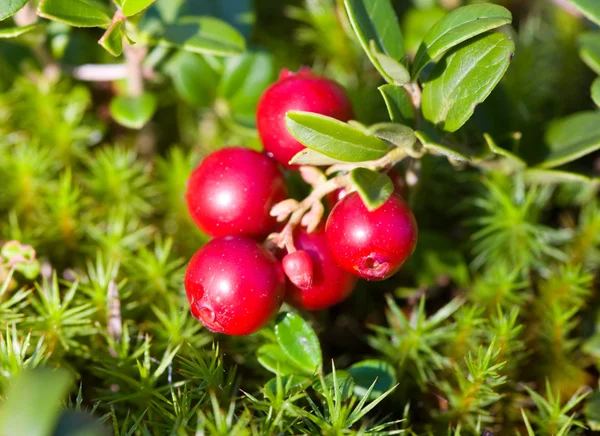 Branch of ripe cowberry — Stock Photo, Image