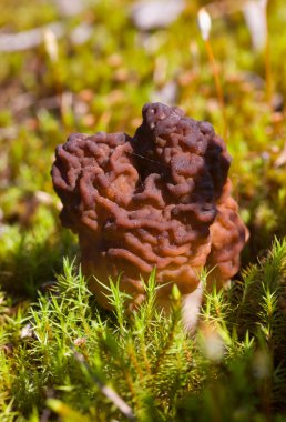 Gyromitra esculenta clipart