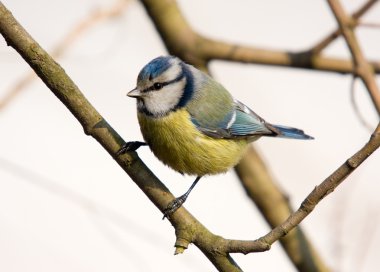 Bluetit (Parus coeruleus portresi)