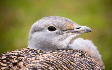 Görüş