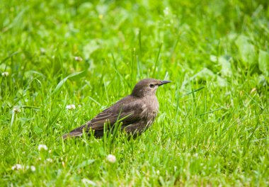 Starling (kadın)