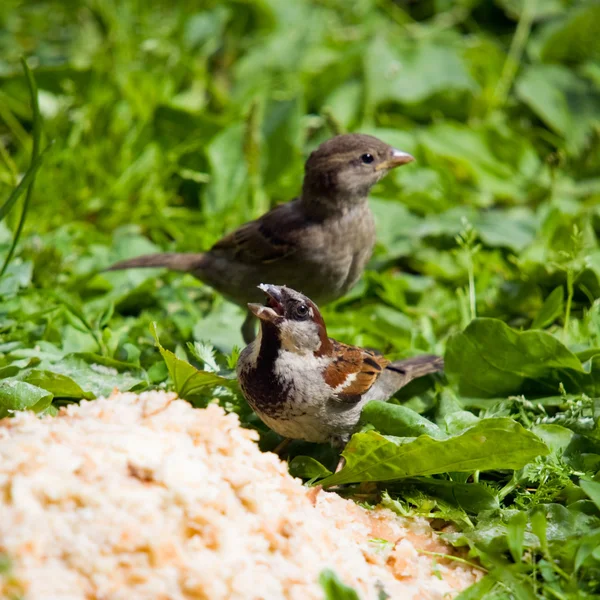 Hungry sparrows — Stock Photo, Image