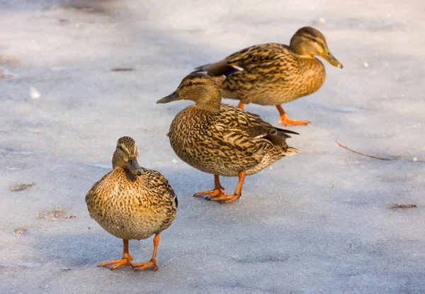 Três patos — Fotografia de Stock