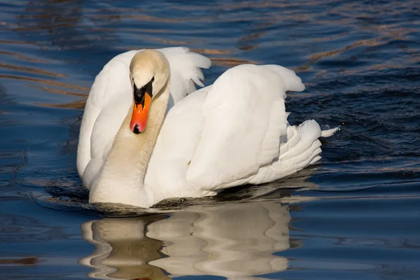 Swiming swan — Stock Photo, Image