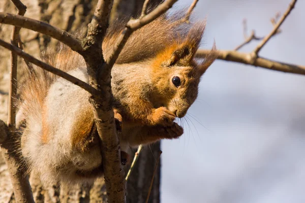 Eichhörnchen auf einem Baum — Stockfoto
