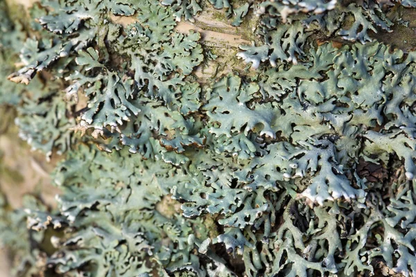 Birch with green lichen — Stock Photo, Image