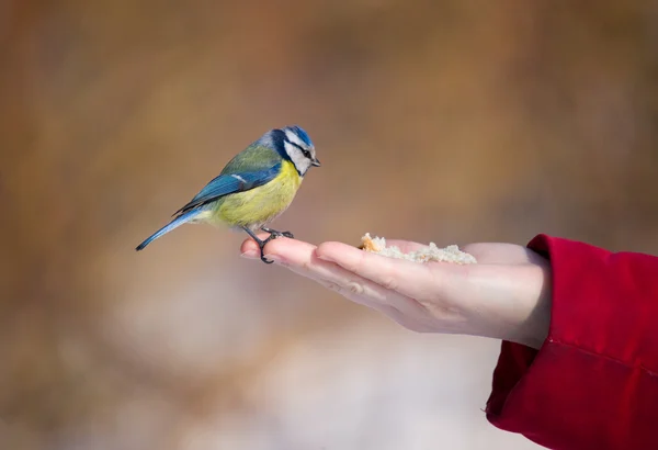 Голубая птица на ладони — стоковое фото