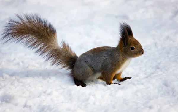 De eekhoorn op sneeuw — Stockfoto
