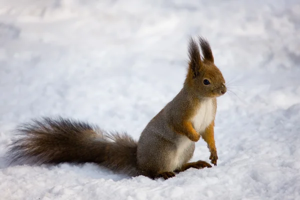 松鼠在冬天 — 图库照片