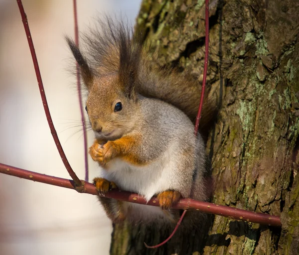 O esquilo no ramo — Fotografia de Stock