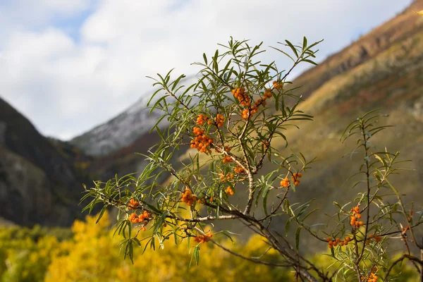 stock image Sea-buckthorn berries against mountains