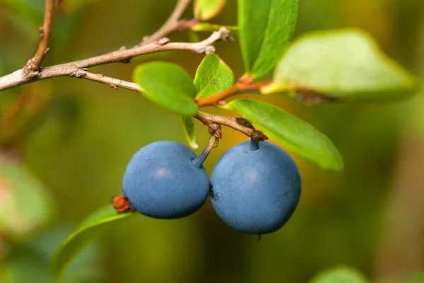 Bush blåbär — Stockfoto