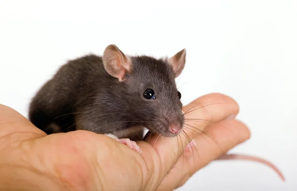 小的黑老鼠 — 图库照片
