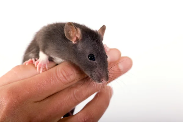 Крыса на пальцах — стоковое фото