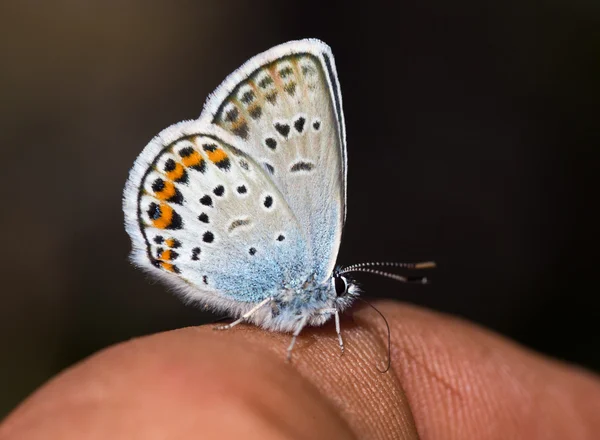 Bir parmağına kelebek — Stok fotoğraf