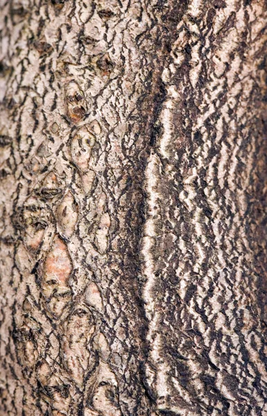 Rinde eines Baumes — Stockfoto