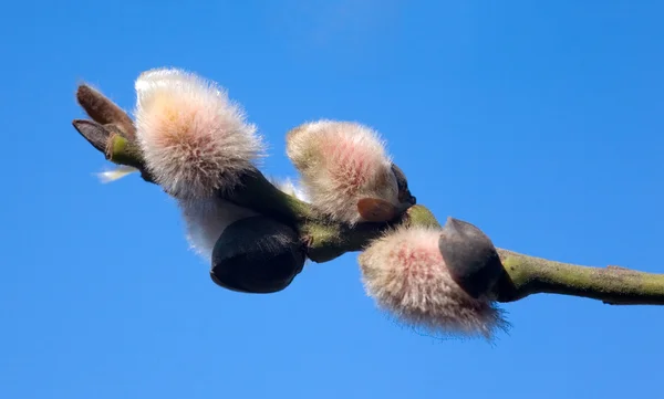 La rama primaveral sobre el fondo del cielo —  Fotos de Stock