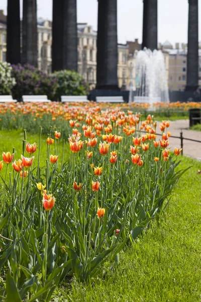 Quadrado com tulipas — Fotografia de Stock