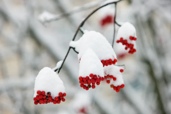 Winter rowanberries — Stockfoto