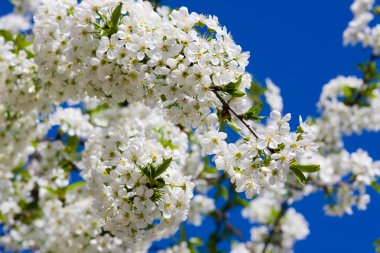 Blossoming cherry