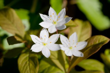 Three white flowers clipart