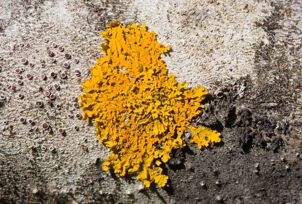 Liquen amarillo — Foto de Stock