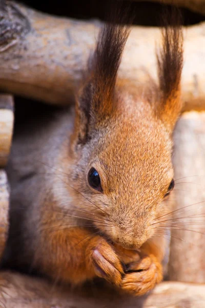 Retrato de um esquilo — Fotografia de Stock