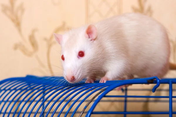 Красноглазая крыса — стоковое фото