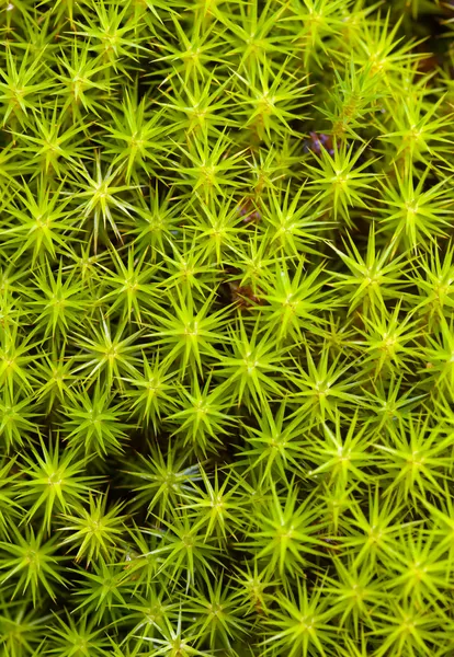 緑の苔の背景 — ストック写真