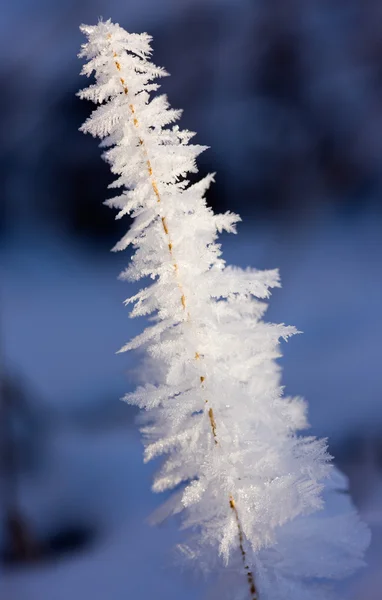 Inverno astratto — Foto Stock