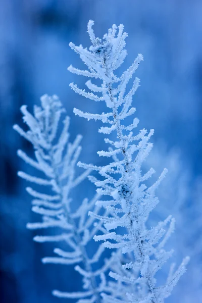Winter in blauwe tinten — Stockfoto