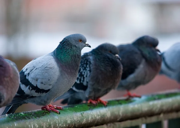 Pigeons on railings — Stock Photo, Image