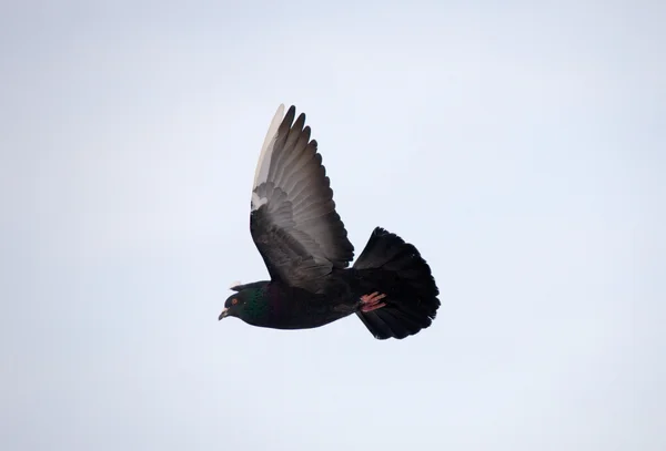 Полет голубя — стоковое фото