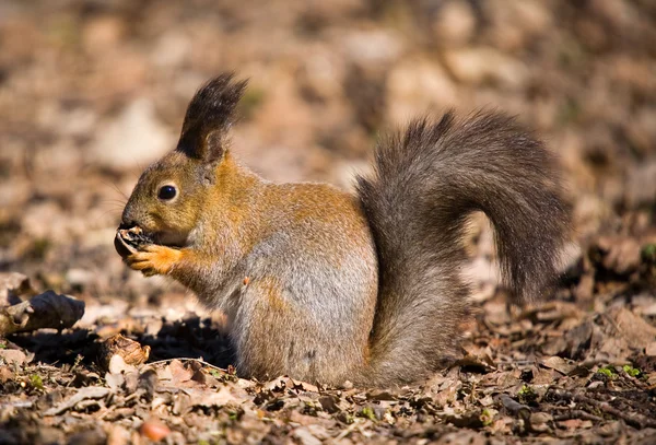 Écureuil avec une noix — Photo