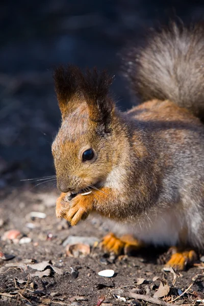 Squirrel with sunflower seeds — Stock Photo, Image