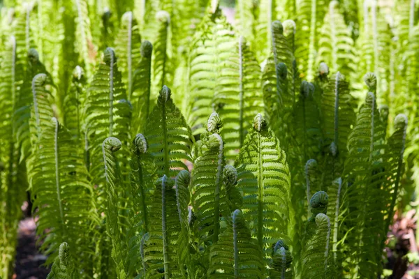 Samambaia verde — Fotografia de Stock