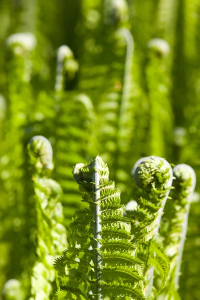 Spring fern — Stock Photo, Image