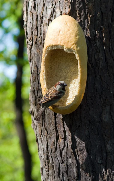 麻雀和面包 — 图库照片