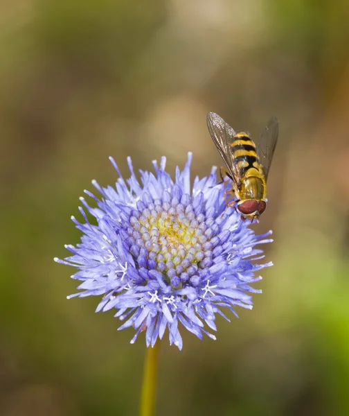 Zbierając nektar — Zdjęcie stockowe