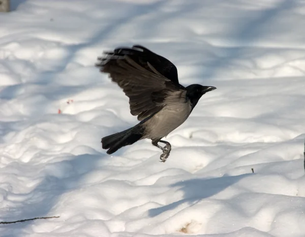 Volo del corvo — Foto Stock