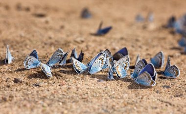 Beach for butterflies clipart